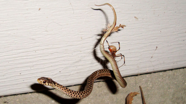 Паяците могат да похапват змии (ВИДЕО)
