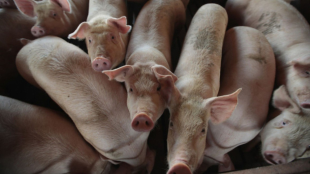 Германски учени започват да отглеждат ГМО прасета за органи