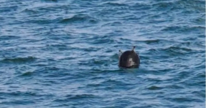 Русия: Дрейфуващи мини в Черно море могат да достигнат България за 10 дни