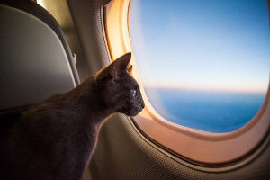 Любимци на борда: Кучета и котки вече ще могат да пътуват в салона на самолета