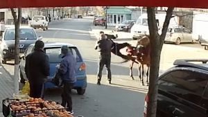 Бутнаха от кон и биха мъж в Неделино след забележка за лаещо псе