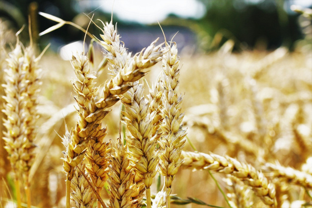 Пшеницата може да е следващото икономическо оръжие на Русия