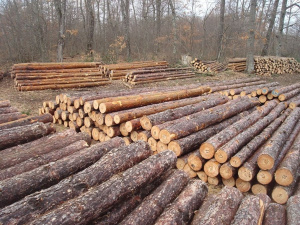 Депутат от ПП изчисли: Точат десетки милиони чрез нагли далавери в дърводобива