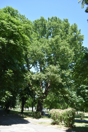 Шест вековни дървета са обявени за защитени
