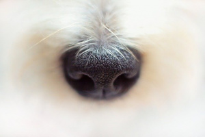 Пебълс - най-възрастното куче на света СНИМКИ