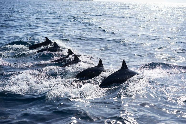 Невиждано нашествие от делфини по Южното Чернморие заради войната в Украйна