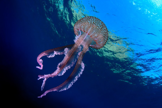 Напаст! Лилави парливи медузи превземат Йонийско море