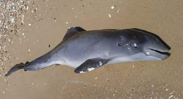 Заради военни сонари: Поне 3 хил. мъртви делфина в Черно море, най-лошото предстои