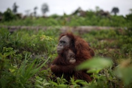 Екип на международната организация „Четири лапи“ спаси майка и дъщеря орангутани от ловци в индонезийската част  на остров Борнео, 27 януари.