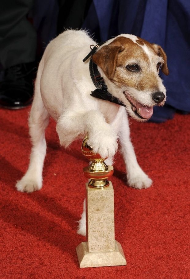 Кучето Уги слага лапа върху статуетката „Златен глобус” за най-добра комедия или мюзикъл, която отиде при френския филм „Артистът”, по време на 69-ата церемония за наградите „Златен глобус”.
