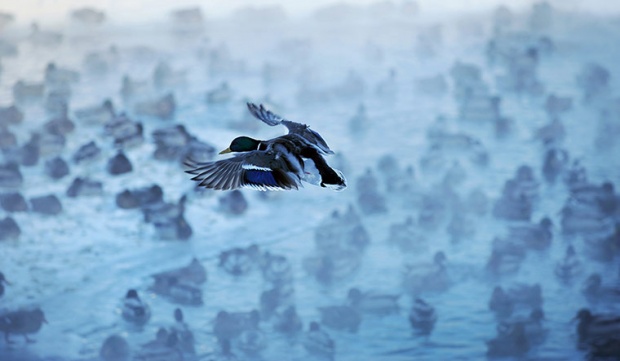 Зеленоглава патица си търси място за кацане сред стотици птици от своя вид при нулеви температури.