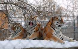 Сибирските тигри в зоопарка в Скопие – Путин, Ана и майка им Катя, се наслаждават на студа и снега, Скопие, Македония, 7 февруари.