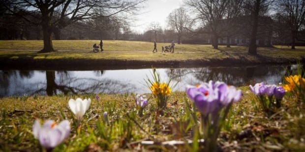 Минзухари предизвестиха идването на пролетта в Хага, Холандия.