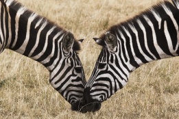 Зебри пасат трева в резерват в Югоизточна Кения. Дивата природа е причина за силно развития туризъм в страната, който играе важна роля за социално-икономическия растеж.