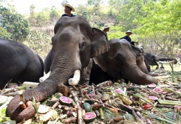 Слонове се гощават с плодове по време на специален „слонски банкет“, организиран за 70 животни по случай Деня на слона в Тайланд.