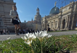 Минзухари разцъфнаха в Дрезден, Германия, където синоптиците прогнозират слънчево време през почивните дни, точно както и в България.