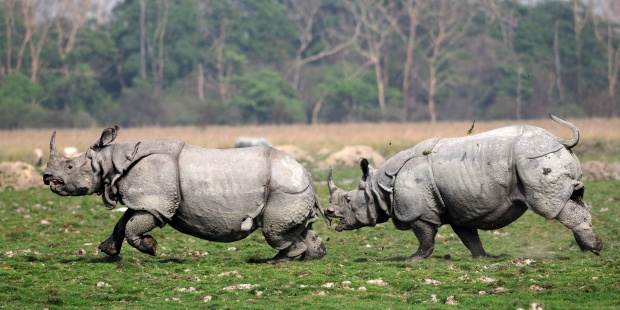Индийски носорози се гонят в резервата „Побитора“ в щата Асам, Индия.