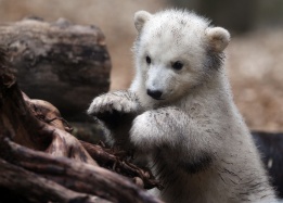 Полярното мече бебе Анори, родено на 4 януари 2012 г., открива, че се намира зад прозрачна стъклена преграда в зоопарк в Германия.