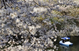 Двойка се вози в лодка под разцъфналите вишневи дръвчета в двореца Чидоригафучи, Токио.