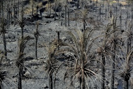 Огромни площи бяха опустошени при зловещия горски пожар, който пламна на Канарските острови, Испания на 4 август.