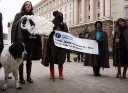 Студенти, облечени като овчари и водещи със себе си овцата Бойка и каракачанка, протестираха пред сградата на МС срещу качеството на образованието в България.