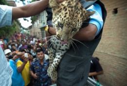 Непалски служители на зоологическата градина заловиха избягали три леопарда в къща в покрайнините на столицата Катманду.