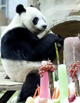 4-годишната панда Лин Пинг се наслаждава на различни плодове за рождения си ден в зоологическата градина Чианг Май в северен Тайланд. Лин Пинг е първата гигантска панда родена в Тайланд и се очаква да се върне в Китай през октомври 2013 г. за да търси пар