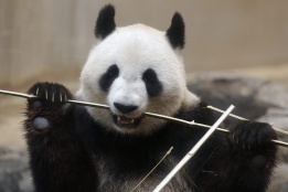Женската панда Шин Шин хапва бамбук в зоологическата градина Уено в Токио. От зоологическата градина смятат, че Шин Шин проявява признаци на бременност.