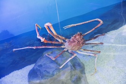 Гигантският рак-паяк Александър е пристигнал в новия си дом в „Морски живот“ в Швенинген, Холандия. Японският рак, с размах от 3,5 метра, е най-големият в Холандия. За него е построен специален акваруим с вместимост 12,750 литра и стени с дебелина 5 см.