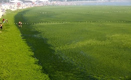 Плажът в Циндао, провинция Шандун, източен Китай е покрит с водорасли от седмици. Водораслите, дошли от Жълто море, причиниха щети на туризма и водното земеделие в района.