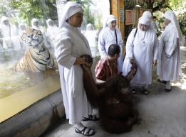 Монахини се разхождат из зоопарка в Малабон, Филипините, докато бенгалски тигър поглежда зад стъкления параван