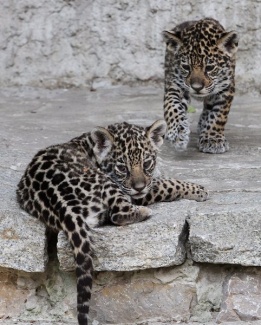 Две малки женски ягуарчета си играят по време на първата им публична поява в зоопарка в Краков, Полша. Те бяха родени на 7 юни.