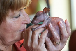 В зоопарк в Германия се грижат за бебе кенгуру. Бизнесмен ще осинови малката животинка, която е била отхвърлена от майка си.