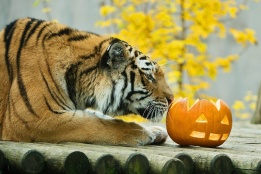 Тигър от зоопарка в Schoenbrunn, Австрия, се подготвя за празника Halloween