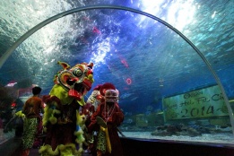Филипинско-китайското общество в Манила празнува китайската нова година в Manila Ocean Park, която тази година настъпва на 31 януари