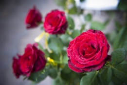 За Деня на жената, 8-ми март, цената на стрък роза в столицата от два скочи до четири- пет лева