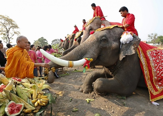 Тайландски будист храни слонове с плодове и зеленчуци на специален бюфет по случай Международния ден на тайландските слонове, свързан с опазването на този животински вид