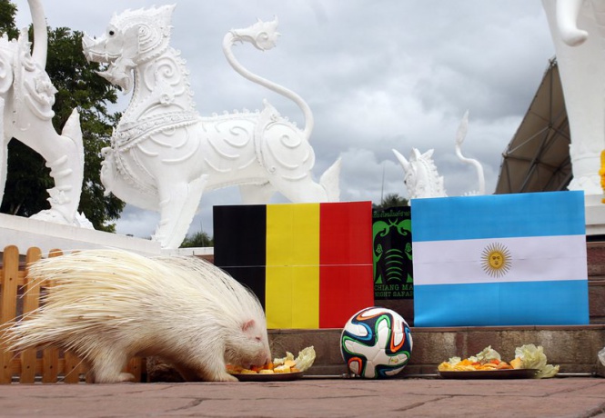 Тайландският таралеж албинос Литъл предсказва победа за Белгия при мача с Аржентина на Мондиал 2014, в зависимост от това от коя купичка хапва плодове и зеленчуци