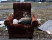 Бездомни кучета се радват на изхвърлената мека мебел в София