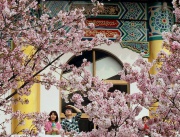 Туристи се радват на цъфналите вишни в Тайпе, Тайван
