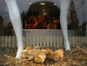 Столичен магазин украси витрината си за  Великден, пускайки между манекените живи пилета...