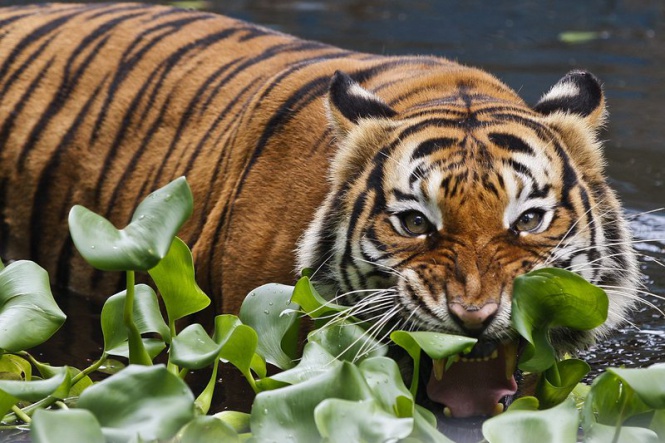 Малайзийски тигър, или Panthera Tigris Jacksoni, радва посетителите на зоопарка в Куала Лумпур