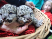 Две бели леопардчета-близнаци, родени на 6 май, бяха представени за първи път на събитие в Магдебургския зоопарк в Германия