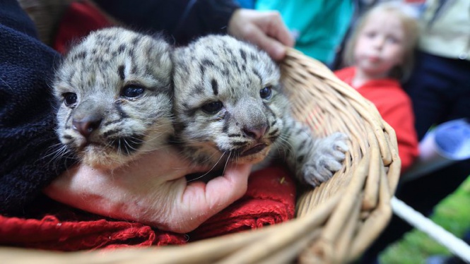 Две бели леопардчета-близнаци, родени на 6 май, бяха представени за първи път на събитие в Магдебургския зоопарк в Германия
