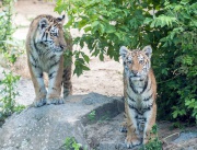 Тигрите Драган и Алиша си играят в зоологическата градина в Берлин, Германия
