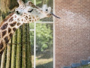 Жираф се охлажда със студен душ в зоопарка в Ренен, Холандия.