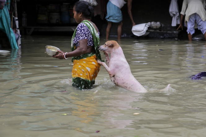 Улично куче помага на минувачка по наводнена от мунсонните дъждове улица в Калкута