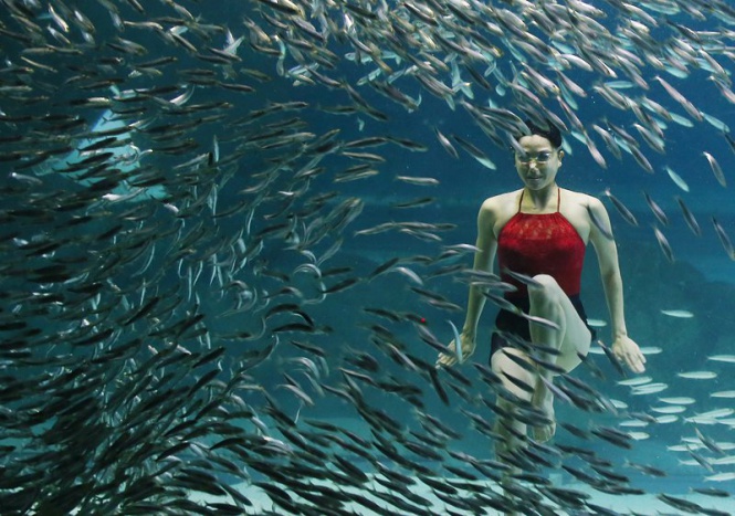 Плувкиня изпълнява съчетание сред 20 000 сардини в аквариум в Сеул, Южна Корея