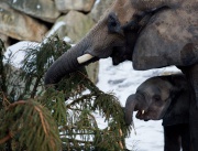 Слончетата от зоопарка на двореца Шьонбрун получават порцията си от 18-метровата коледна елха