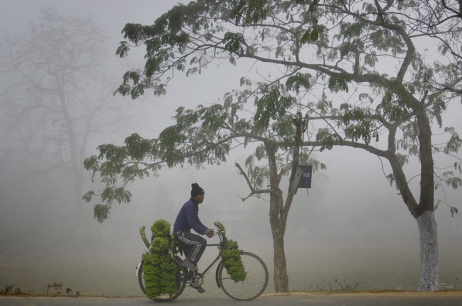Индийски търговец на банани се придвижва на велосипед в Индия по време на тамошната зима.